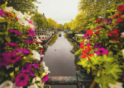 A scenic view looking down a canal in Amsterdam from a bridge, framed by vibrant, out-of-focus purple, red, and white flowers in the foreground. The canal is lined with houseboats and lush green and yellow trees, with historic buildings visible behind them. Poster