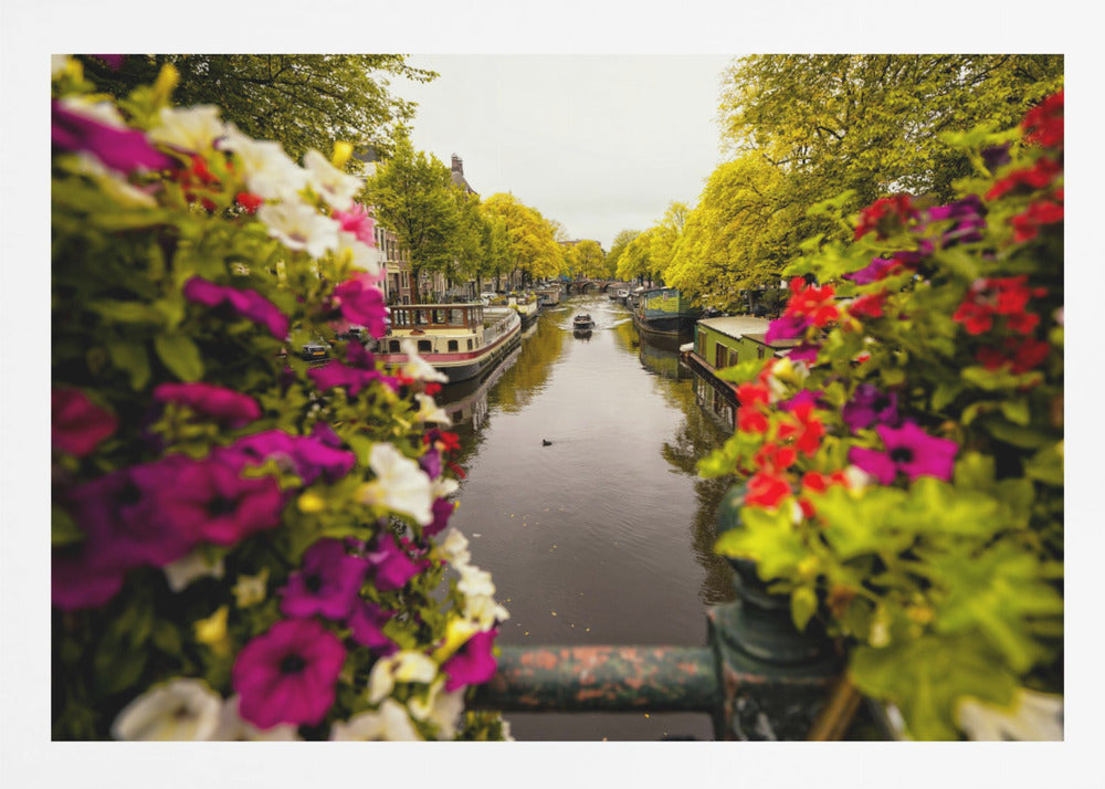 A scenic view looking down a canal in Amsterdam from a bridge, framed by vibrant, out-of-focus purple, red, and white flowers in the foreground. The canal is lined with houseboats and lush green and yellow trees, with historic buildings visible behind them. Poster