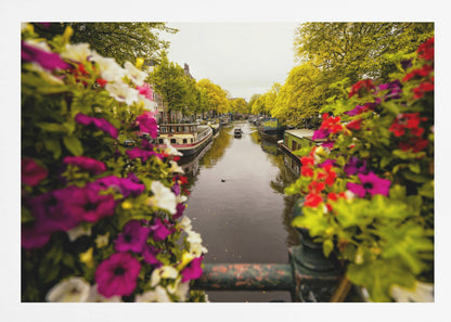 A scenic view looking down a canal in Amsterdam from a bridge, framed by vibrant, out-of-focus purple, red, and white flowers in the foreground. The canal is lined with houseboats and lush green and yellow trees, with historic buildings visible behind them. Poster
