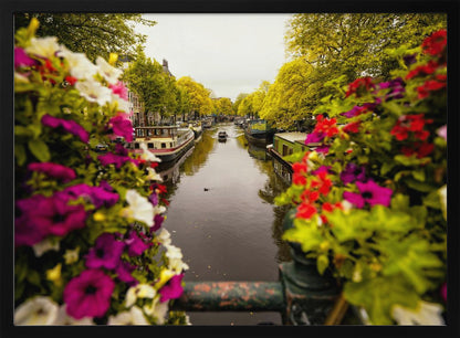 A scenic view looking down a canal in Amsterdam from a bridge, framed by vibrant, out-of-focus purple, red, and white flowers in the foreground. The canal is lined with houseboats and lush green and yellow trees, with historic buildings visible behind them. Poster