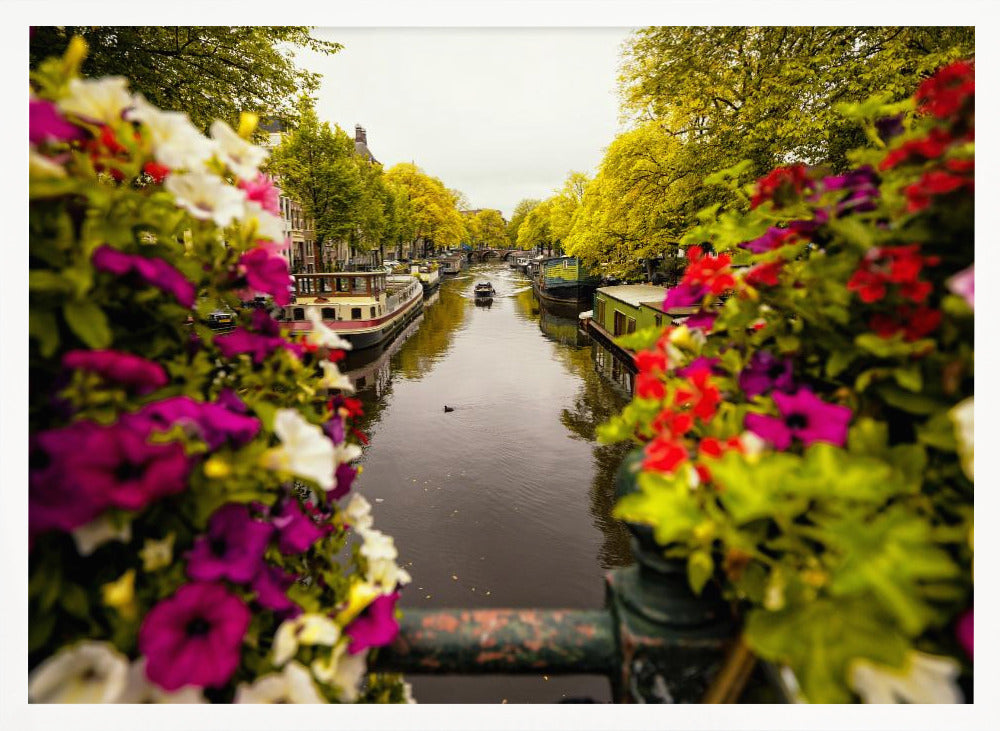 A scenic view looking down a canal in Amsterdam from a bridge, framed by vibrant, out-of-focus purple, red, and white flowers in the foreground. The canal is lined with houseboats and lush green and yellow trees, with historic buildings visible behind them. Poster