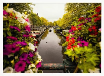 A scenic view looking down a canal in Amsterdam from a bridge, framed by vibrant, out-of-focus purple, red, and white flowers in the foreground. The canal is lined with houseboats and lush green and yellow trees, with historic buildings visible behind them. Poster