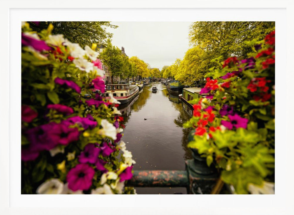A scenic view looking down a canal in Amsterdam from a bridge, framed by vibrant, out-of-focus purple, red, and white flowers in the foreground. The canal is lined with houseboats and lush green and yellow trees, with historic buildings visible behind them. Poster