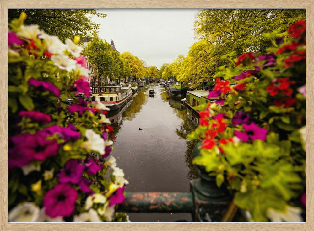 A scenic view looking down a canal in Amsterdam from a bridge, framed by vibrant, out-of-focus purple, red, and white flowers in the foreground. The canal is lined with houseboats and lush green and yellow trees, with historic buildings visible behind them. Poster