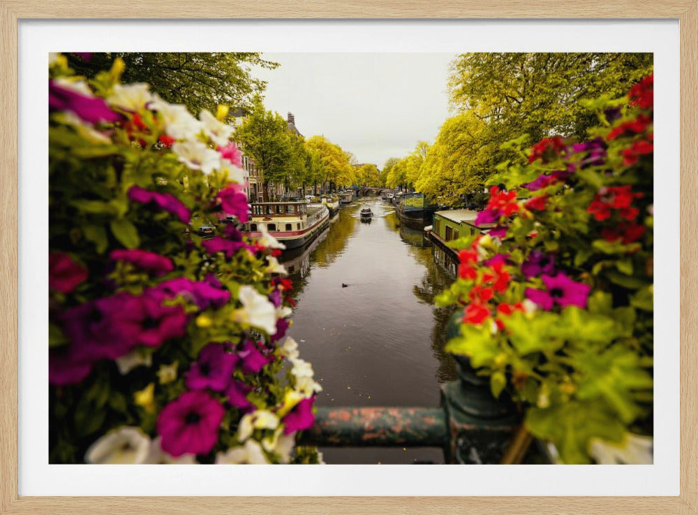 A scenic view looking down a canal in Amsterdam from a bridge, framed by vibrant, out-of-focus purple, red, and white flowers in the foreground. The canal is lined with houseboats and lush green and yellow trees, with historic buildings visible behind them. Poster