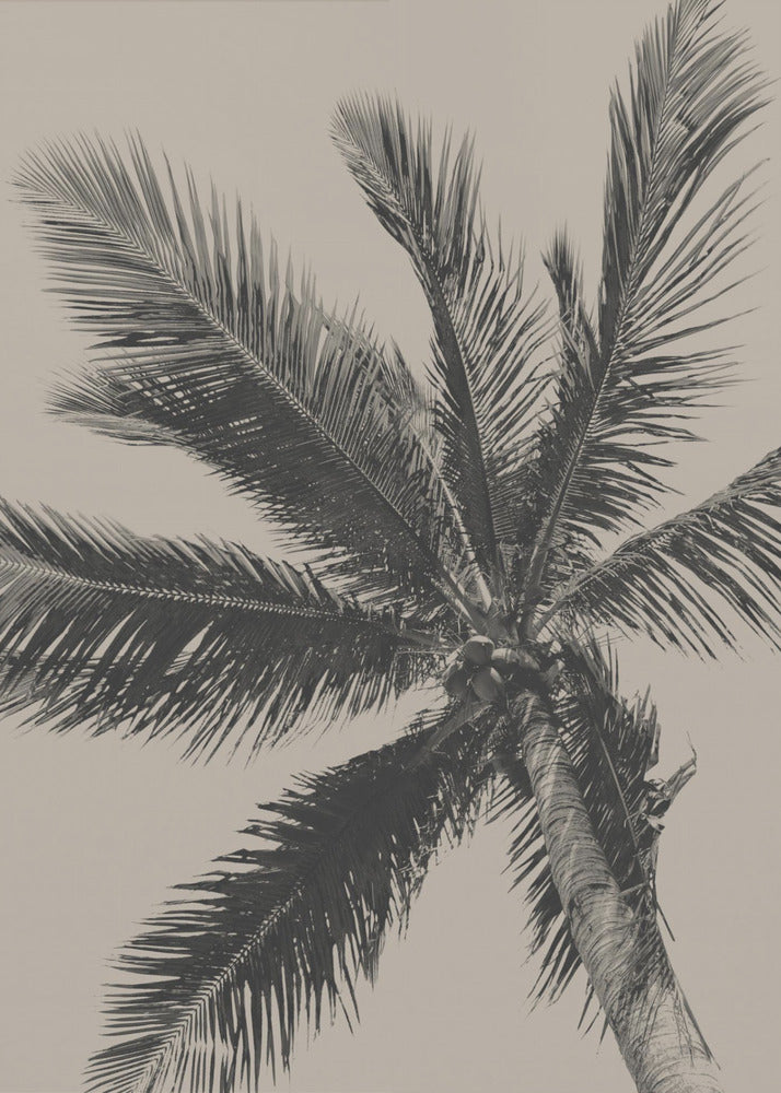 A low-angle, monochrome photograph of a palm tree against a solid light beige sky. The image is framed in black, and the palm fronds spread out across the frame, with a few coconuts visible at the top of the trunk. Poster