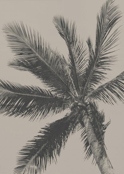 A low-angle, monochrome photograph of a palm tree against a solid light beige sky. The image is framed in black, and the palm fronds spread out across the frame, with a few coconuts visible at the top of the trunk. Poster