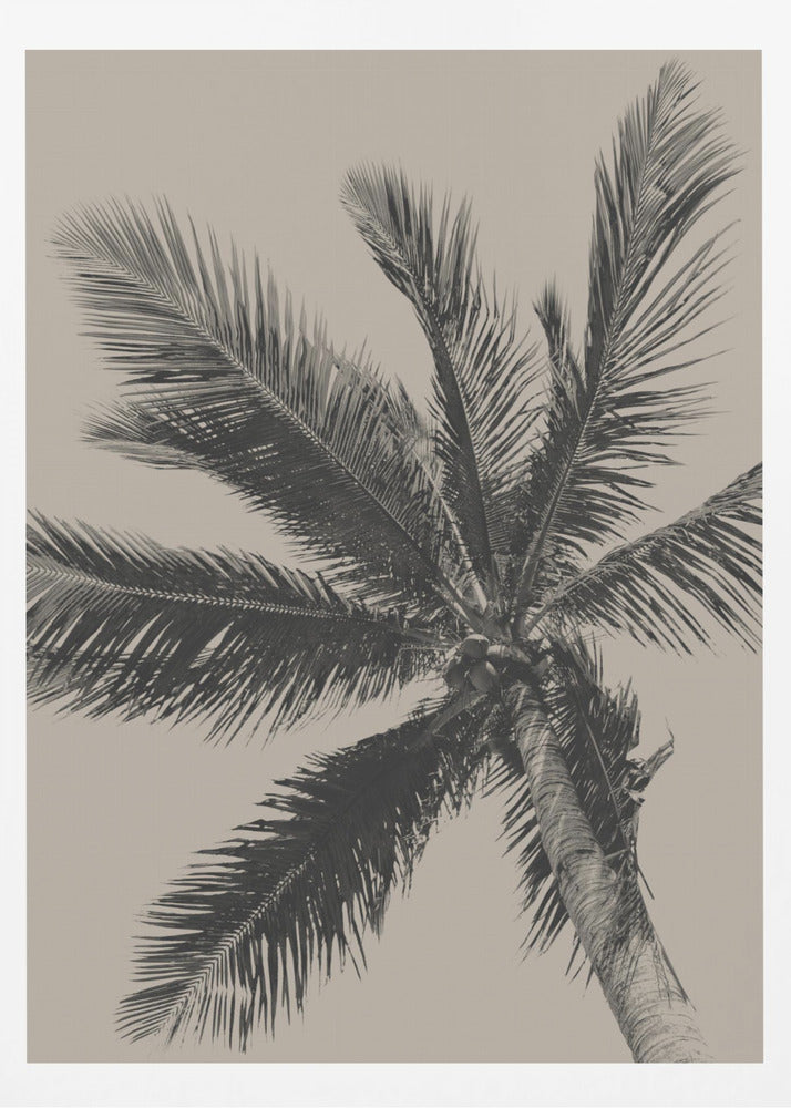 A low-angle, monochrome photograph of a palm tree against a solid light beige sky. The image is framed in black, and the palm fronds spread out across the frame, with a few coconuts visible at the top of the trunk. Poster