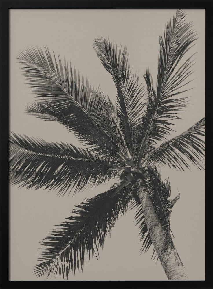 A low-angle, monochrome photograph of a palm tree against a solid light beige sky. The image is framed in black, and the palm fronds spread out across the frame, with a few coconuts visible at the top of the trunk. Poster