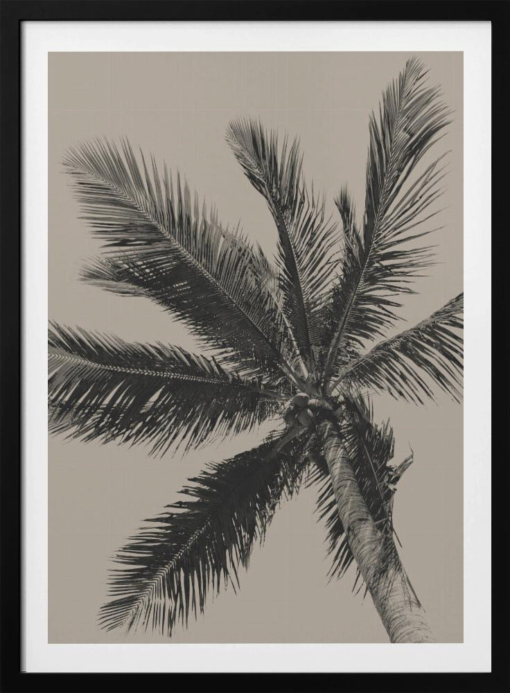 A low-angle, monochrome photograph of a palm tree against a solid light beige sky. The image is framed in black, and the palm fronds spread out across the frame, with a few coconuts visible at the top of the trunk. Poster