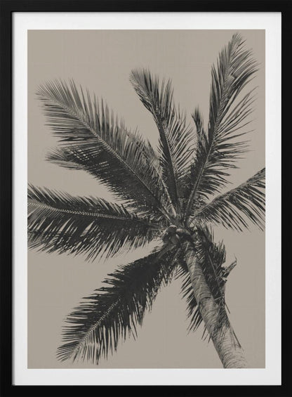 A low-angle, monochrome photograph of a palm tree against a solid light beige sky. The image is framed in black, and the palm fronds spread out across the frame, with a few coconuts visible at the top of the trunk. Poster