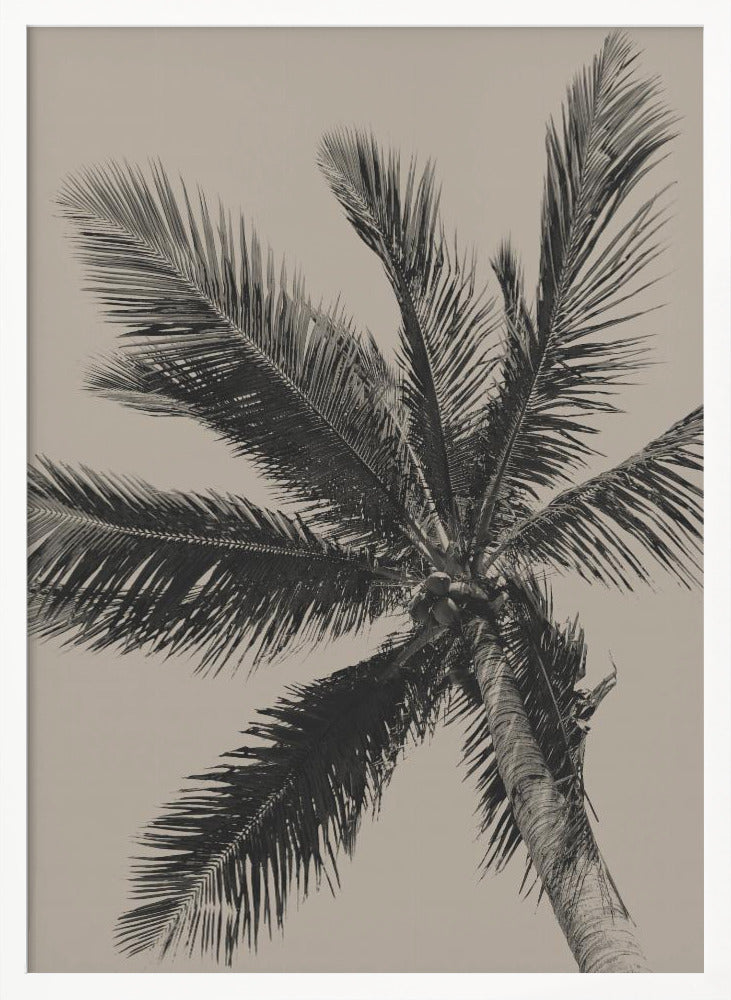 A low-angle, monochrome photograph of a palm tree against a solid light beige sky. The image is framed in black, and the palm fronds spread out across the frame, with a few coconuts visible at the top of the trunk. Poster
