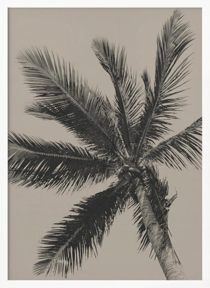 A low-angle, monochrome photograph of a palm tree against a solid light beige sky. The image is framed in black, and the palm fronds spread out across the frame, with a few coconuts visible at the top of the trunk. Poster