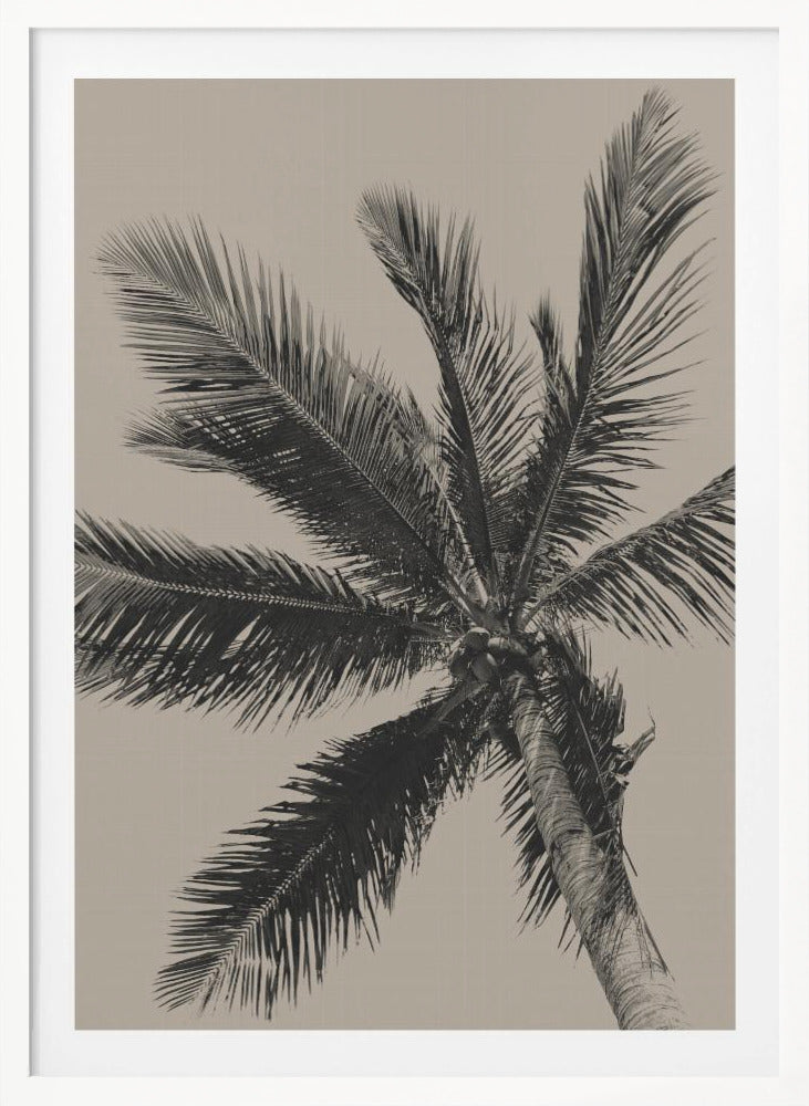 A low-angle, monochrome photograph of a palm tree against a solid light beige sky. The image is framed in black, and the palm fronds spread out across the frame, with a few coconuts visible at the top of the trunk. Poster