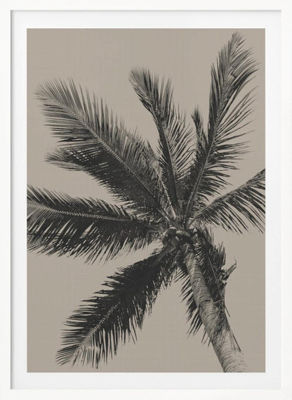 A low-angle, monochrome photograph of a palm tree against a solid light beige sky. The image is framed in black, and the palm fronds spread out across the frame, with a few coconuts visible at the top of the trunk. Poster