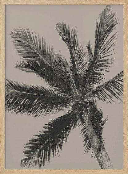 A low-angle, monochrome photograph of a palm tree against a solid light beige sky. The image is framed in black, and the palm fronds spread out across the frame, with a few coconuts visible at the top of the trunk. Poster