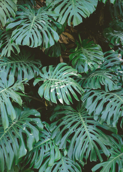 A close-up photograph of a dense cluster of large, vibrant green Monstera deliciosa leaves, also known as Swiss cheese plants. The leaves, with their characteristic splits and holes, fill the frame, creating a lush, textured pattern against a dark, shadowy background. Artwork