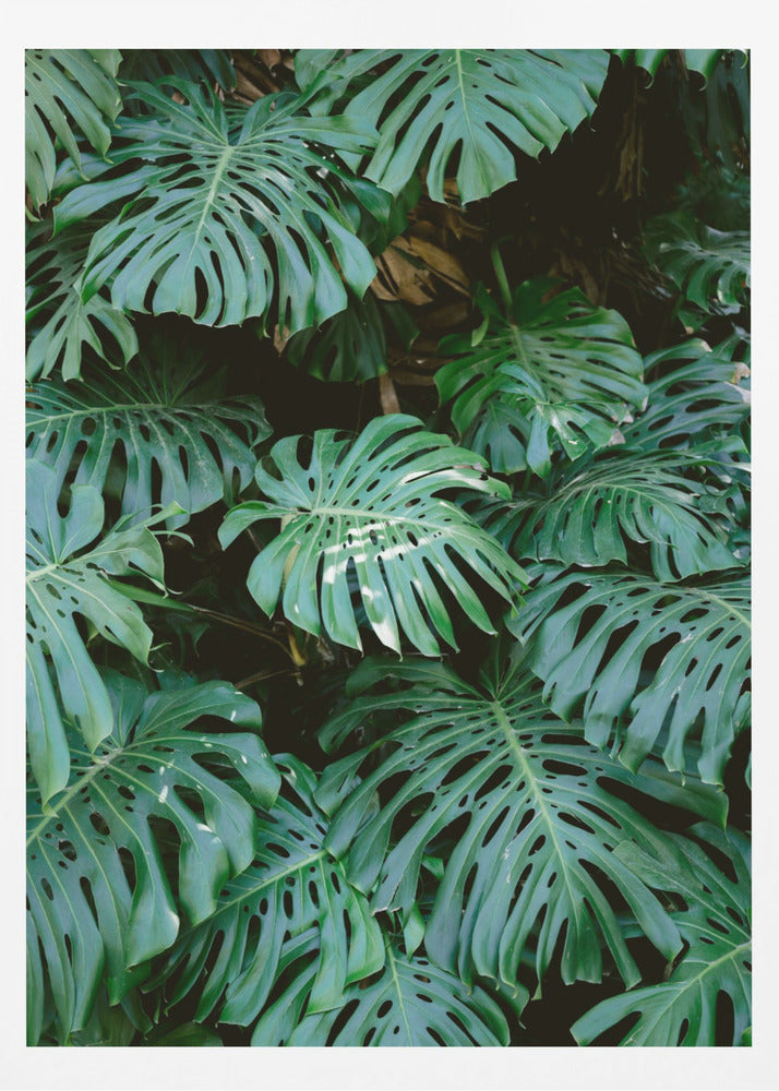A close-up photograph of a dense cluster of large, vibrant green Monstera deliciosa leaves, also known as Swiss cheese plants. The leaves, with their characteristic splits and holes, fill the frame, creating a lush, textured pattern against a dark, shadowy background. Artwork