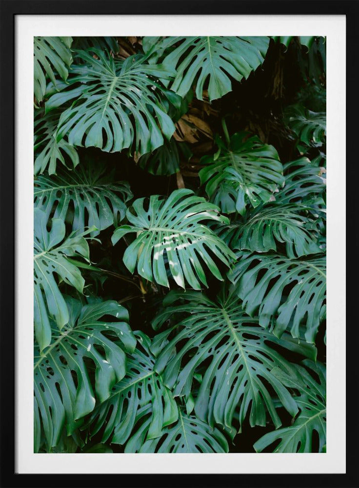 A close-up photograph of a dense cluster of large, vibrant green Monstera deliciosa leaves, also known as Swiss cheese plants. The leaves, with their characteristic splits and holes, fill the frame, creating a lush, textured pattern against a dark, shadowy background. Artwork