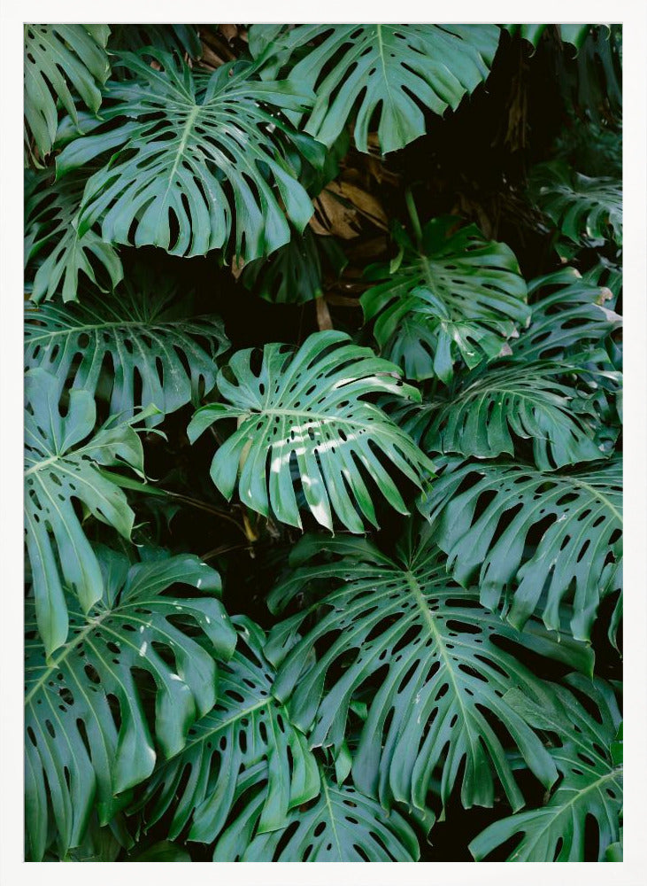 A close-up photograph of a dense cluster of large, vibrant green Monstera deliciosa leaves, also known as Swiss cheese plants. The leaves, with their characteristic splits and holes, fill the frame, creating a lush, textured pattern against a dark, shadowy background. Artwork