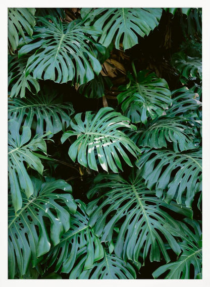 A close-up photograph of a dense cluster of large, vibrant green Monstera deliciosa leaves, also known as Swiss cheese plants. The leaves, with their characteristic splits and holes, fill the frame, creating a lush, textured pattern against a dark, shadowy background. Artwork