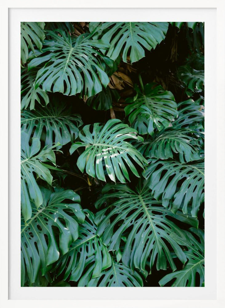 A close-up photograph of a dense cluster of large, vibrant green Monstera deliciosa leaves, also known as Swiss cheese plants. The leaves, with their characteristic splits and holes, fill the frame, creating a lush, textured pattern against a dark, shadowy background. Artwork