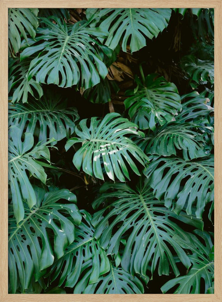 A close-up photograph of a dense cluster of large, vibrant green Monstera deliciosa leaves, also known as Swiss cheese plants. The leaves, with their characteristic splits and holes, fill the frame, creating a lush, textured pattern against a dark, shadowy background. Artwork