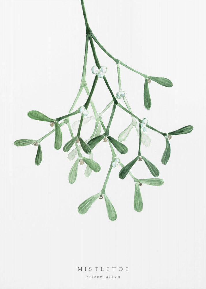 A framed botanical illustration of a sprig of mistletoe hanging from the top. The watercolor painting shows green leaves and stems with small white berries against a plain white background. At the bottom, text reads 'MISTLETOE' and its scientific name 'Viscum Album'. Poster
