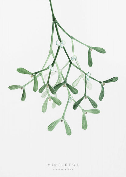 A framed botanical illustration of a sprig of mistletoe hanging from the top. The watercolor painting shows green leaves and stems with small white berries against a plain white background. At the bottom, text reads 'MISTLETOE' and its scientific name 'Viscum Album'. Poster