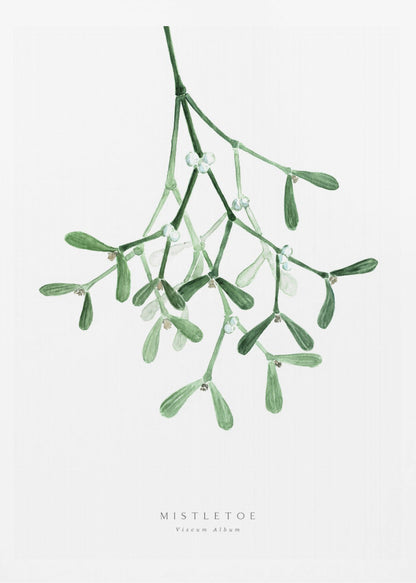 A framed botanical illustration of a sprig of mistletoe hanging from the top. The watercolor painting shows green leaves and stems with small white berries against a plain white background. At the bottom, text reads 'MISTLETOE' and its scientific name 'Viscum Album'. Poster