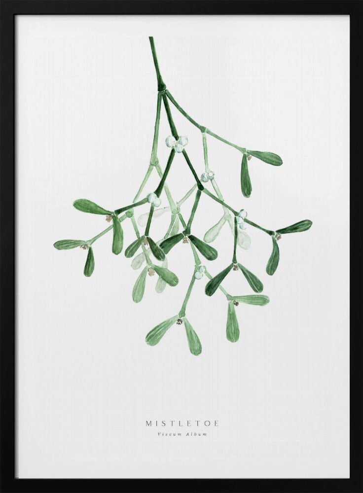 A framed botanical illustration of a sprig of mistletoe hanging from the top. The watercolor painting shows green leaves and stems with small white berries against a plain white background. At the bottom, text reads 'MISTLETOE' and its scientific name 'Viscum Album'. Poster