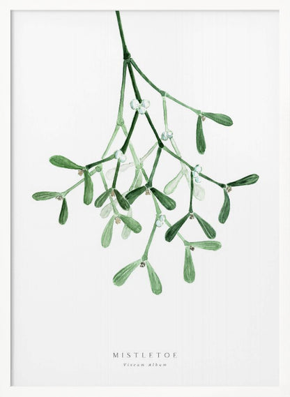A framed botanical illustration of a sprig of mistletoe hanging from the top. The watercolor painting shows green leaves and stems with small white berries against a plain white background. At the bottom, text reads 'MISTLETOE' and its scientific name 'Viscum Album'. Poster