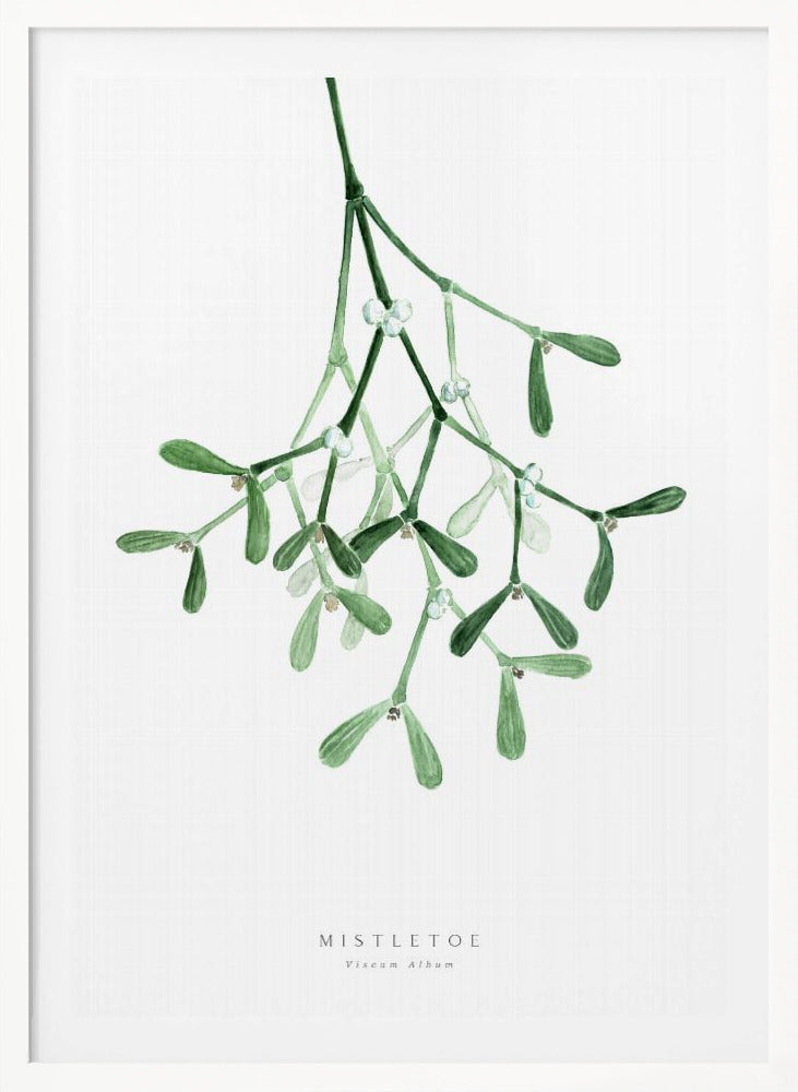 A framed botanical illustration of a sprig of mistletoe hanging from the top. The watercolor painting shows green leaves and stems with small white berries against a plain white background. At the bottom, text reads 'MISTLETOE' and its scientific name 'Viscum Album'. Poster