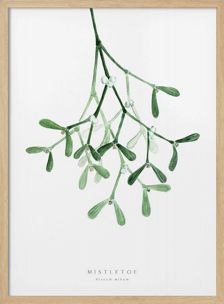 A framed botanical illustration of a sprig of mistletoe hanging from the top. The watercolor painting shows green leaves and stems with small white berries against a plain white background. At the bottom, text reads 'MISTLETOE' and its scientific name 'Viscum Album'. Poster