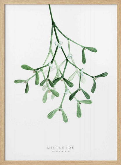 A framed botanical illustration of a sprig of mistletoe hanging from the top. The watercolor painting shows green leaves and stems with small white berries against a plain white background. At the bottom, text reads 'MISTLETOE' and its scientific name 'Viscum Album'. Poster