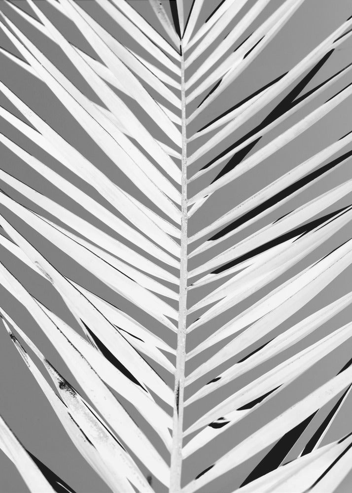 A high-contrast, black and white close-up photograph of a palm frond. The central stem runs vertically through the frame, with the individual leaves creating a dynamic pattern of diagonal white and gray stripes, accented by deep black shadows. The entire image is presented within a thin black frame. Print