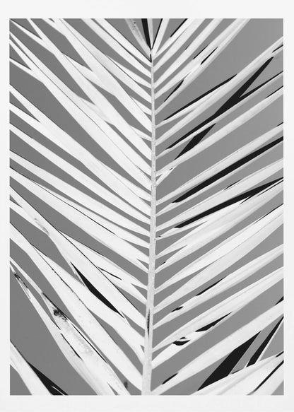 A high-contrast, black and white close-up photograph of a palm frond. The central stem runs vertically through the frame, with the individual leaves creating a dynamic pattern of diagonal white and gray stripes, accented by deep black shadows. The entire image is presented within a thin black frame. Print
