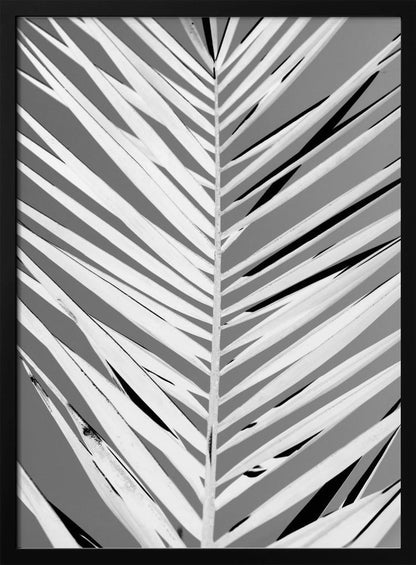 A high-contrast, black and white close-up photograph of a palm frond. The central stem runs vertically through the frame, with the individual leaves creating a dynamic pattern of diagonal white and gray stripes, accented by deep black shadows. The entire image is presented within a thin black frame. Print