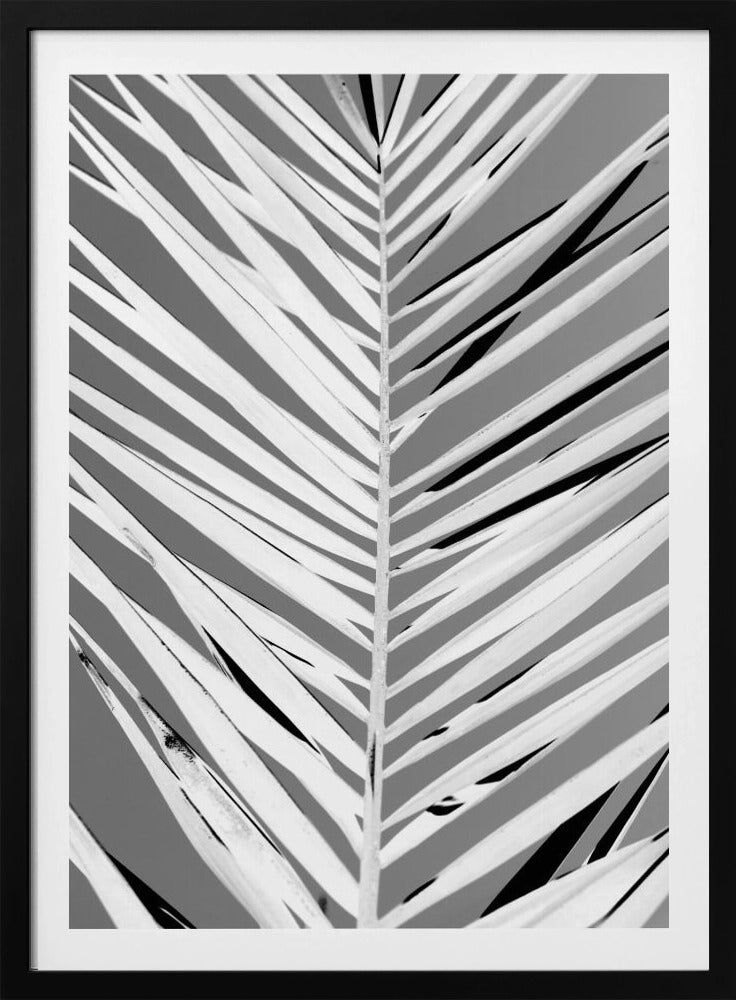A high-contrast, black and white close-up photograph of a palm frond. The central stem runs vertically through the frame, with the individual leaves creating a dynamic pattern of diagonal white and gray stripes, accented by deep black shadows. The entire image is presented within a thin black frame. Print