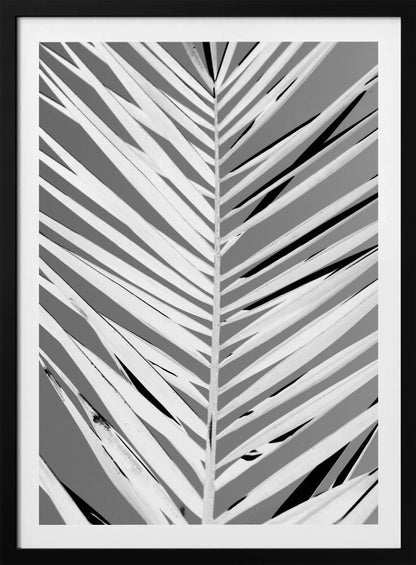 A high-contrast, black and white close-up photograph of a palm frond. The central stem runs vertically through the frame, with the individual leaves creating a dynamic pattern of diagonal white and gray stripes, accented by deep black shadows. The entire image is presented within a thin black frame. Print