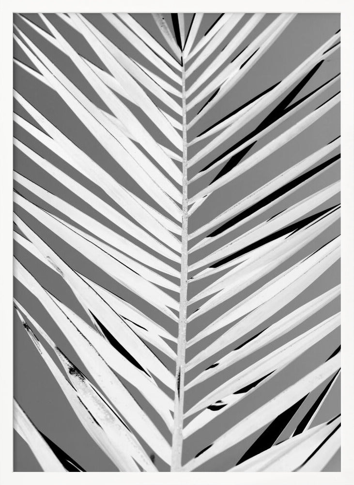 A high-contrast, black and white close-up photograph of a palm frond. The central stem runs vertically through the frame, with the individual leaves creating a dynamic pattern of diagonal white and gray stripes, accented by deep black shadows. The entire image is presented within a thin black frame. Print