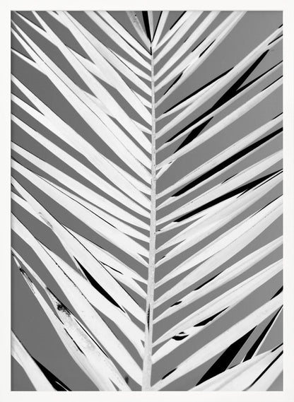 A high-contrast, black and white close-up photograph of a palm frond. The central stem runs vertically through the frame, with the individual leaves creating a dynamic pattern of diagonal white and gray stripes, accented by deep black shadows. The entire image is presented within a thin black frame. Print