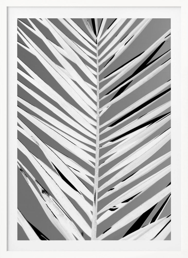 A high-contrast, black and white close-up photograph of a palm frond. The central stem runs vertically through the frame, with the individual leaves creating a dynamic pattern of diagonal white and gray stripes, accented by deep black shadows. The entire image is presented within a thin black frame. Print
