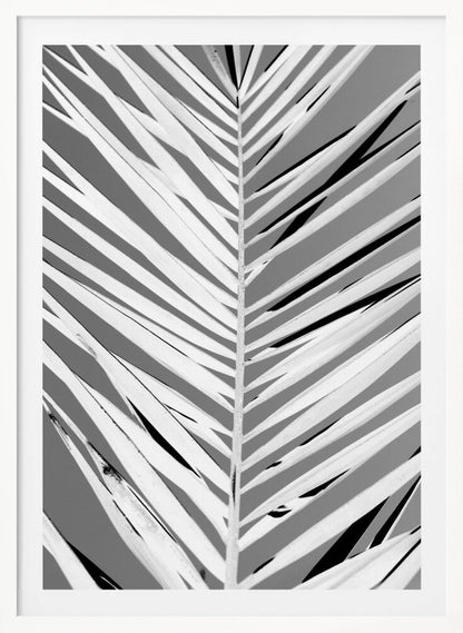 A high-contrast, black and white close-up photograph of a palm frond. The central stem runs vertically through the frame, with the individual leaves creating a dynamic pattern of diagonal white and gray stripes, accented by deep black shadows. The entire image is presented within a thin black frame. Print