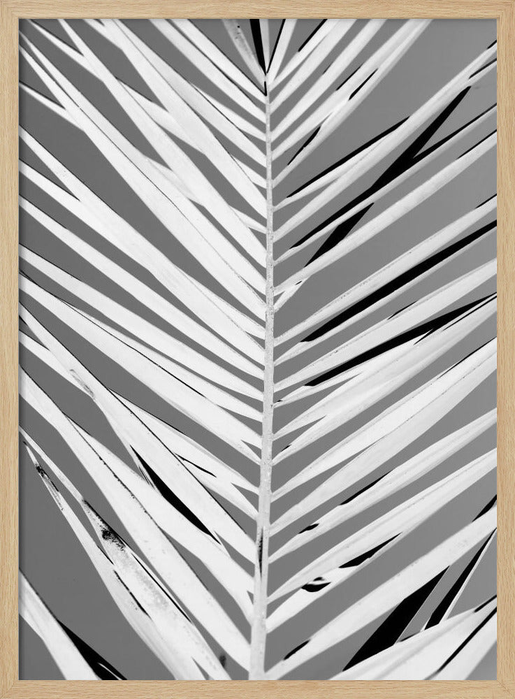 A high-contrast, black and white close-up photograph of a palm frond. The central stem runs vertically through the frame, with the individual leaves creating a dynamic pattern of diagonal white and gray stripes, accented by deep black shadows. The entire image is presented within a thin black frame. Print