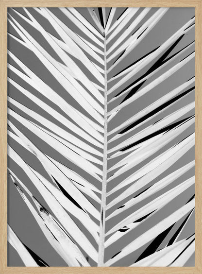 A high-contrast, black and white close-up photograph of a palm frond. The central stem runs vertically through the frame, with the individual leaves creating a dynamic pattern of diagonal white and gray stripes, accented by deep black shadows. The entire image is presented within a thin black frame. Print