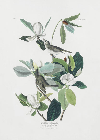 A vintage scientific illustration of two small olive-green birds, Warbling Flycatchers, perched on the branches of a magnolia tree. The tree has large green leaves and several large white magnolia flowers in various stages of bloom. The illustration is on a white background with script at the bottom and presented in a black frame. Decor