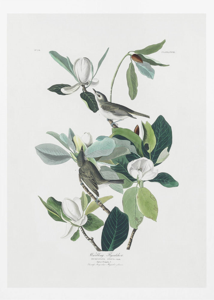 A vintage scientific illustration of two small olive-green birds, Warbling Flycatchers, perched on the branches of a magnolia tree. The tree has large green leaves and several large white magnolia flowers in various stages of bloom. The illustration is on a white background with script at the bottom and presented in a black frame. Decor