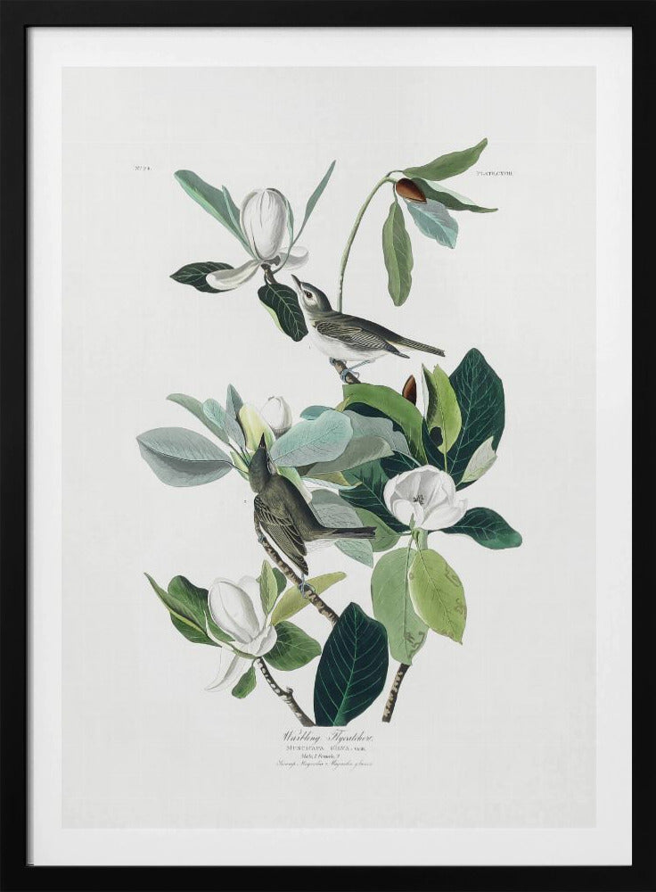 A vintage scientific illustration of two small olive-green birds, Warbling Flycatchers, perched on the branches of a magnolia tree. The tree has large green leaves and several large white magnolia flowers in various stages of bloom. The illustration is on a white background with script at the bottom and presented in a black frame. Decor