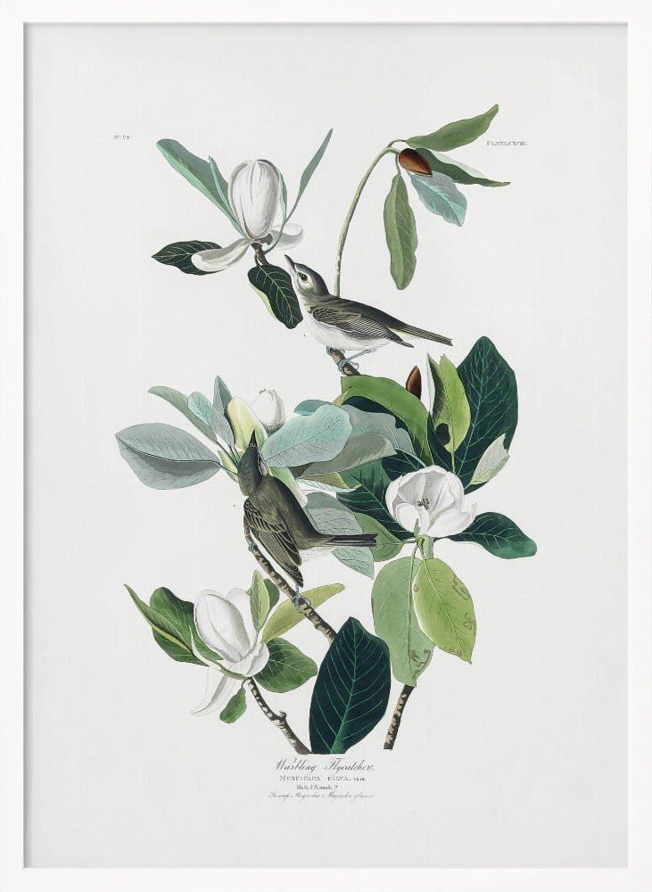 A vintage scientific illustration of two small olive-green birds, Warbling Flycatchers, perched on the branches of a magnolia tree. The tree has large green leaves and several large white magnolia flowers in various stages of bloom. The illustration is on a white background with script at the bottom and presented in a black frame. Decor